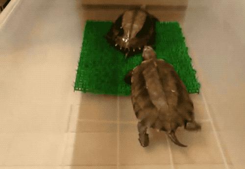 八角灵龟是不是保护动物,锯缘龟八角灵龟