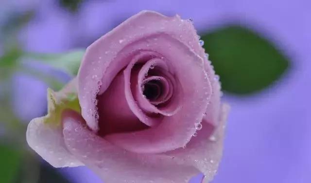 玫瑰花有哪些品种,玫瑰花有哪些品种大全