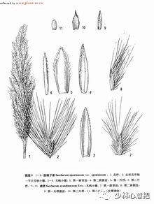 中药图片大全名称,中药图片大全带药名高清