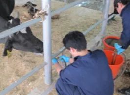 犊牛饲养管理三个原则,犊牛饲养原则