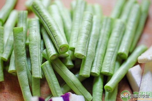 豆角僵苗原因,豆角僵苗快速恢复