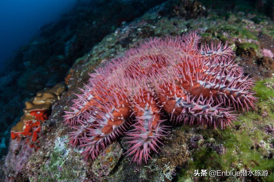 40种奇葩的海星,18种恐怖的海星