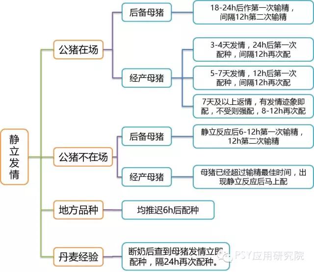 母猪输精操作规程,母猪输精的正确方法与技术图