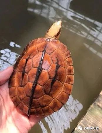 龟喜欢呆在什么样的环境里,白色环境和黑色环境养出来的龟