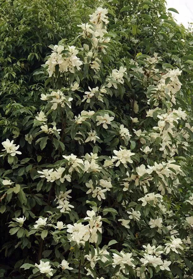 看到花的时候，不知是什么花？那就收下这份百花图谱