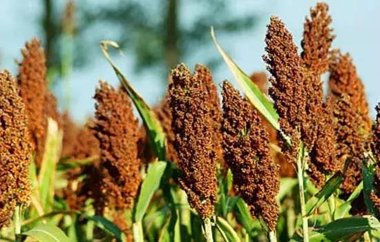 肝脏好不好看指甲或许能知道,指甲是帮助人体肝脏排毒的