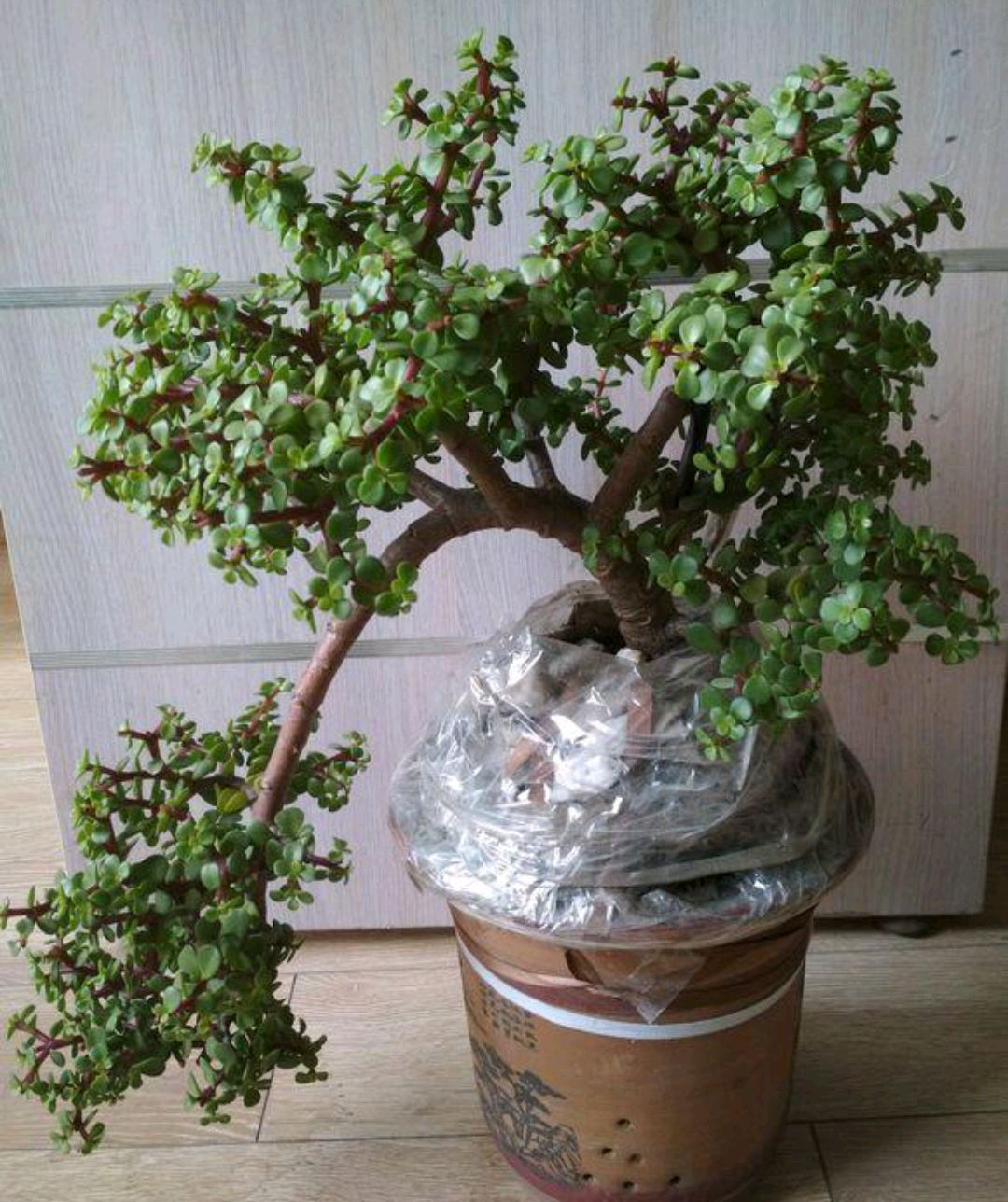 浇水过多死的植物,最容易浇死的6种花