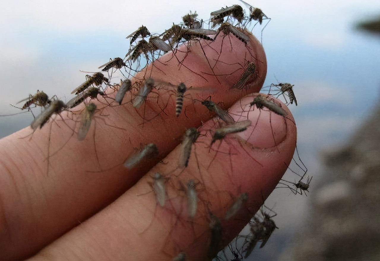 家里不点蚊香怎么解决蚊虫,乡下蚊子多不点蚊香怎么处理