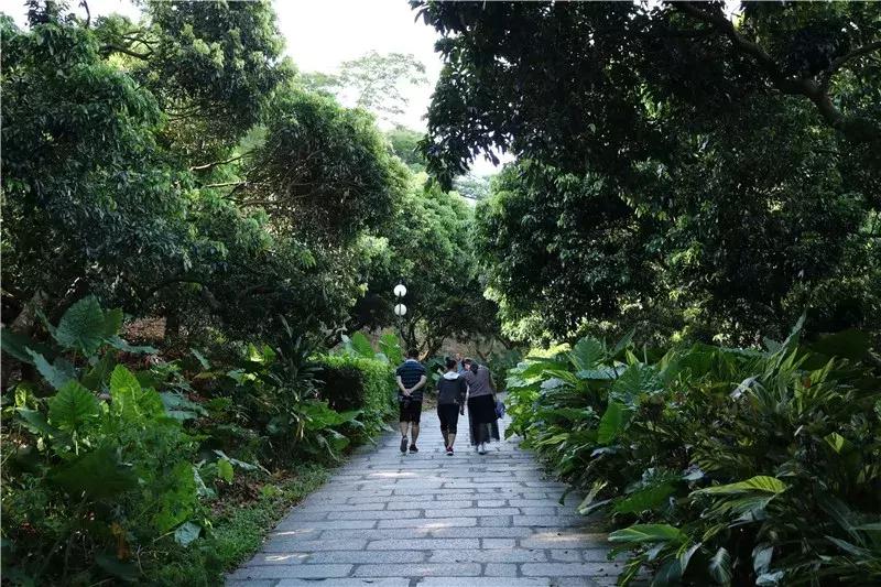 深圳莲花山看深圳风景,深圳莲花山有什么特别的地方