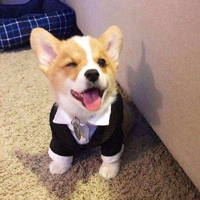 柯基品种判断好不好,柯基水很深