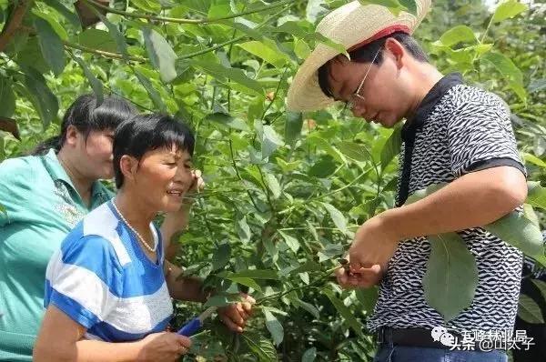 花博士五福系列,花博士花艺生活