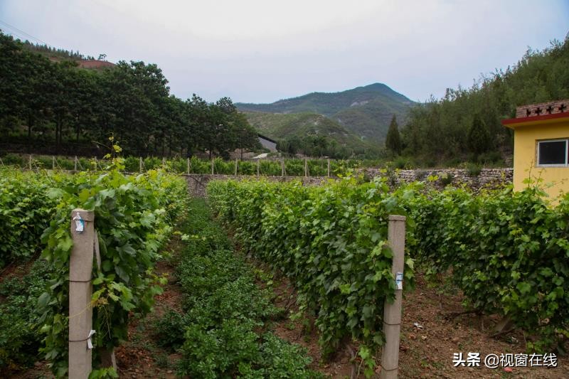 山西平定：富利农业合作社的乡村旅游致富经