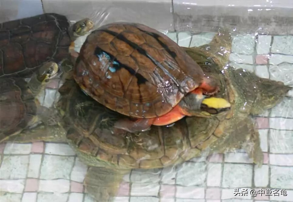 秋天乌龟怕冷怎么办,乌龟出现黄斑怎么办