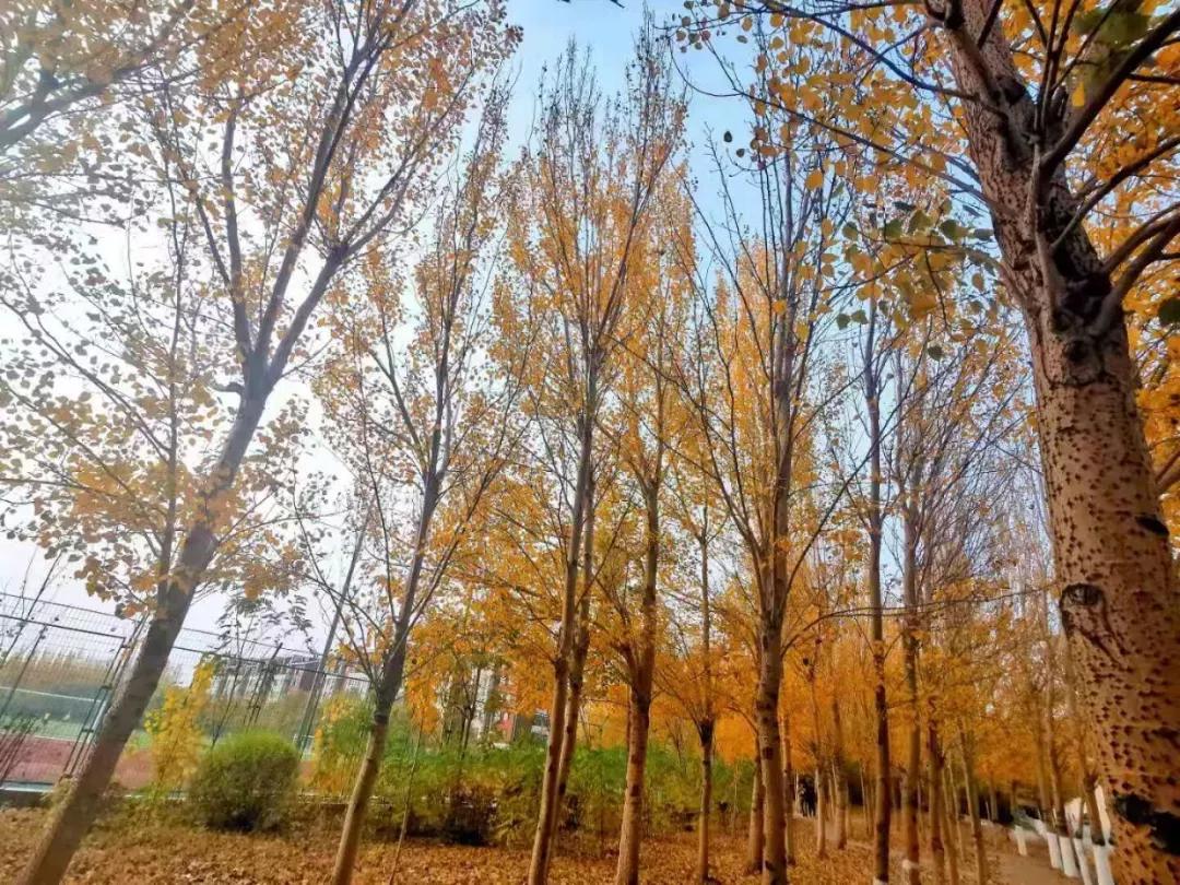 辽宁中医药大学杏林学院规模,辽宁中医学院杏林学院的排名