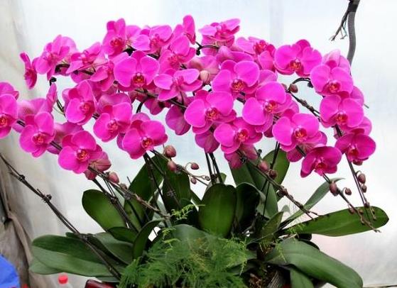 蝴蝶兰花谢后怎么处理才能再开花,蝴蝶兰花谢后怎么处理慢动作