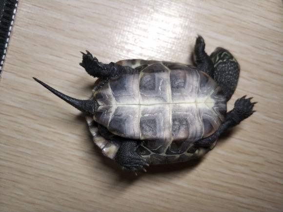 乌龟吃鱼粮有什么坏处,乌龟能吃活鱼吗