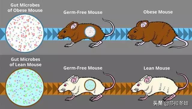 酵素果这些减肥产品是智商税吗,酵素减肥是骗局吗
