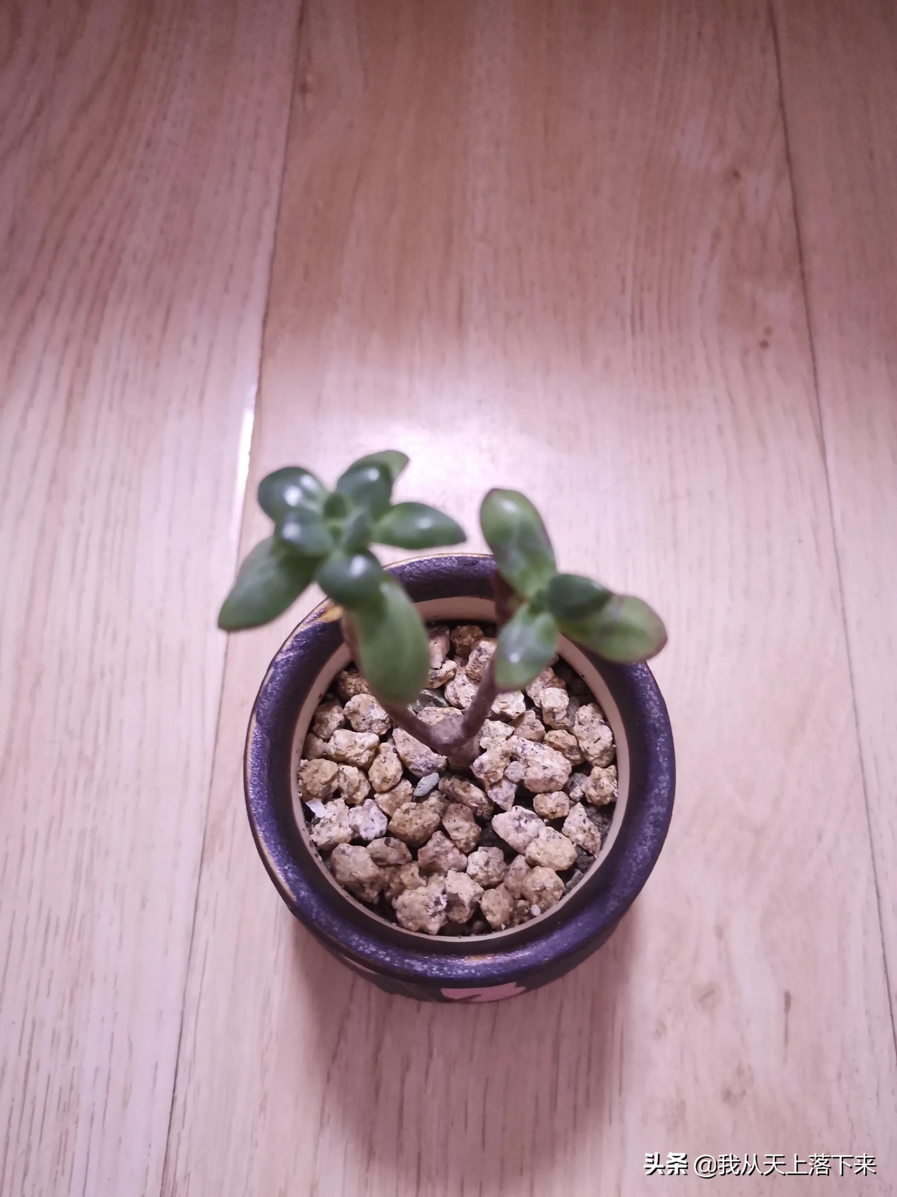 89种常见多肉植物品种图，实物拍摄，还不认识的小伙伴赶紧收藏好