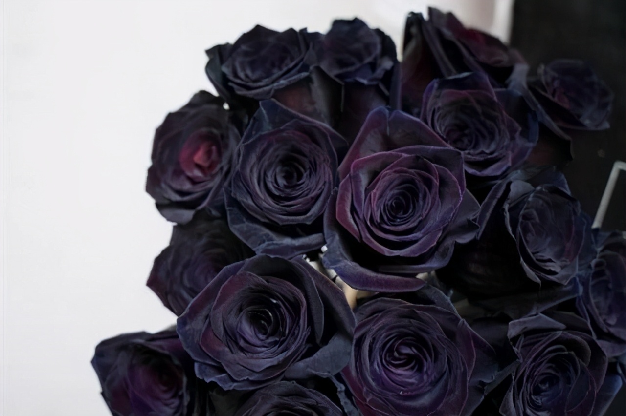 值得入手的玫瑰花,最受欢迎的玫瑰花品种排行