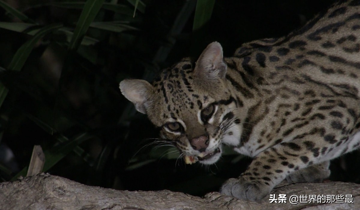 像虎一样的宠物,猫科猛兽动物
