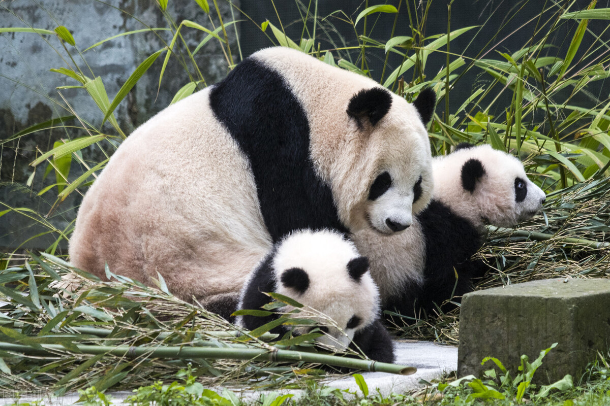 长江索道游玩重庆轨道交通2号线,重庆轨道交通2号线游玩攻略