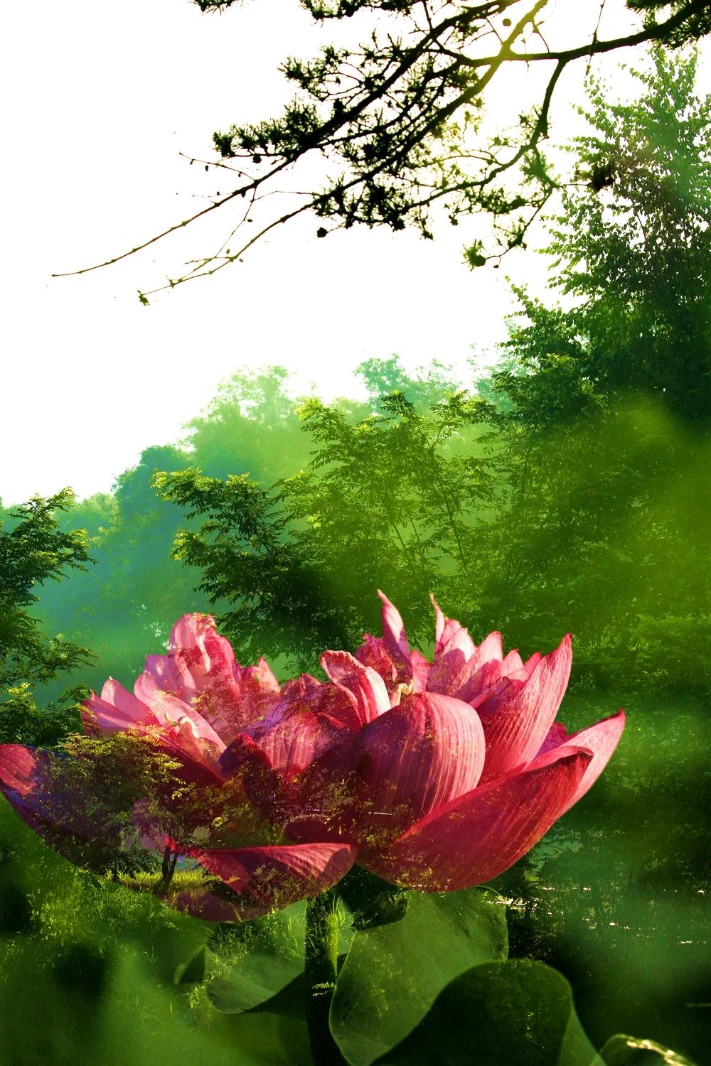 津门网金熙男：梦幻荷韵