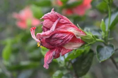 送给喜欢种花的人什么礼物,想养花却把花养死