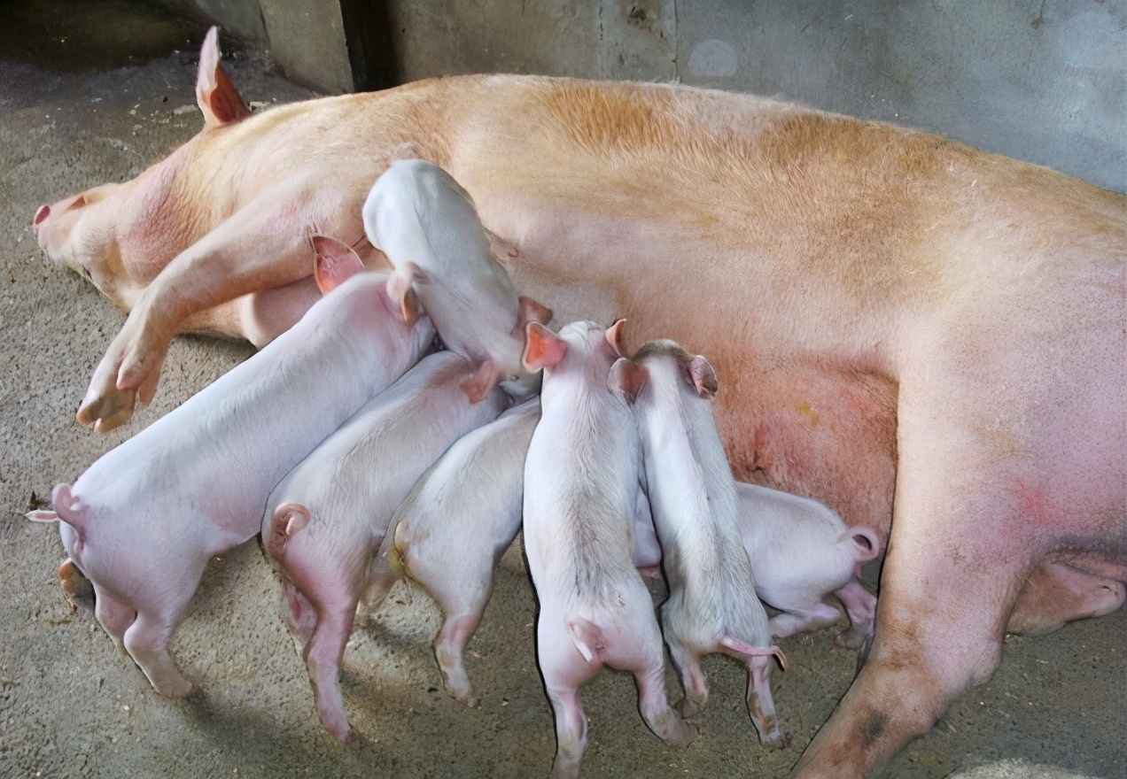 母猪产后容易遭受的2大疾病必看,母猪常见产后疾病的治疗原则