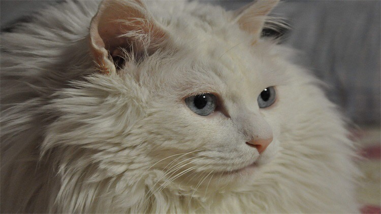 喵星人吃胖了的表现,喵星人怎么吃才会吃得少