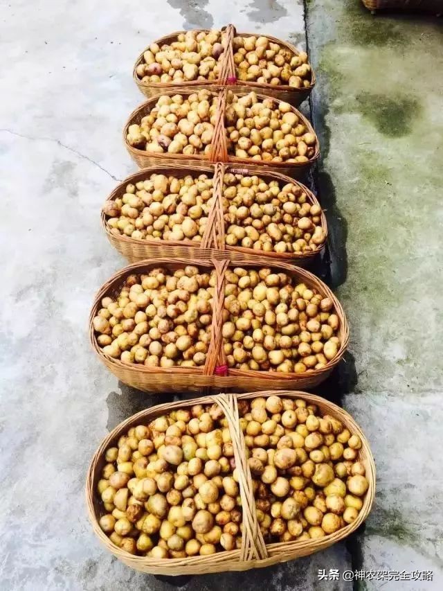 神农架前世今生,神农架祖先是谁