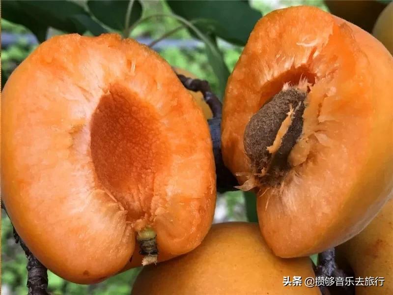 汶川三宝有哪些,汶川三宝市场枇杷