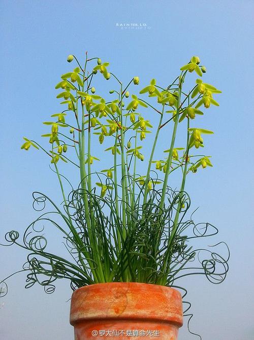 长得像弹簧草的草,弹簧草形态