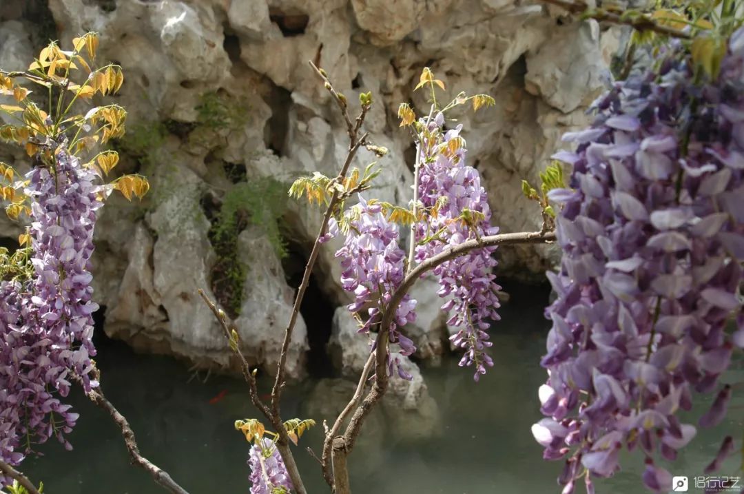 大叔花700万建的花园别墅,太湖石苏州