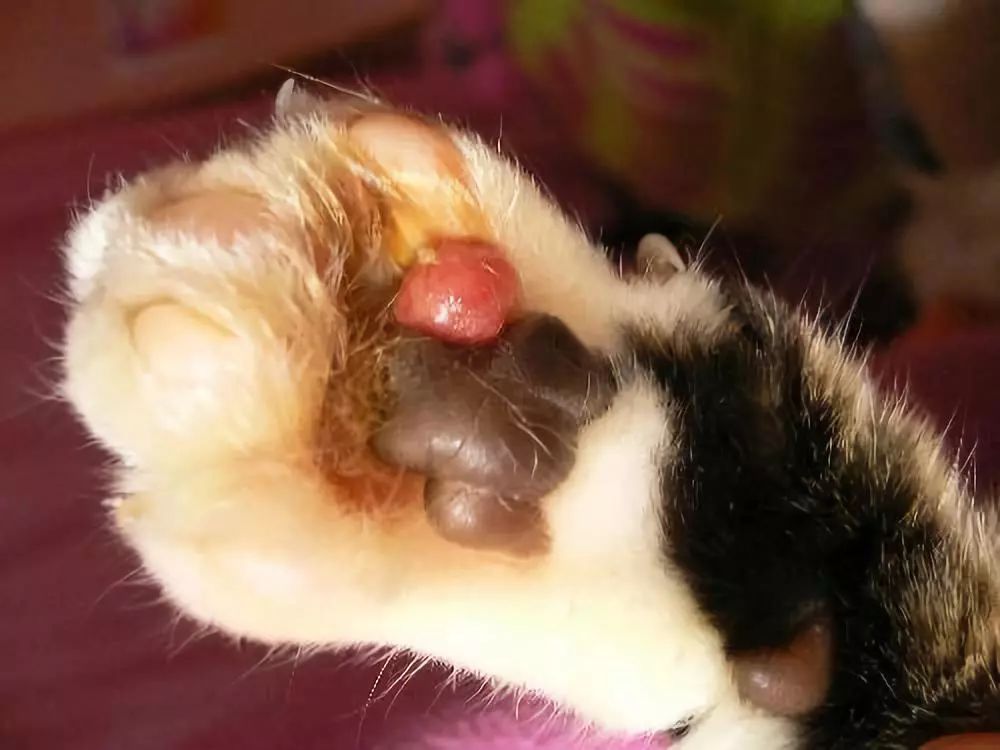 冬天宝宝皮肤粗糙颗粒状像鸡皮痒,猫咪肉垫上有个硬硬的是什么东西