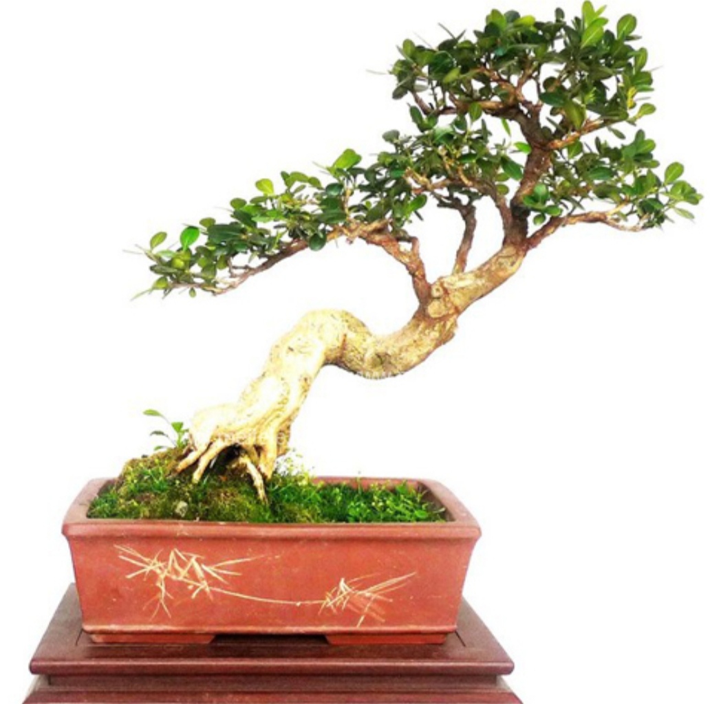 黄杨盆景6个细节造型,黄杨盆景自己怎么造型