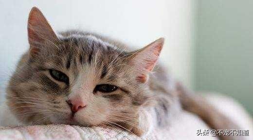 猫口炎不严重需要拔牙吗,猫口炎拔牙仍不能治愈的原因