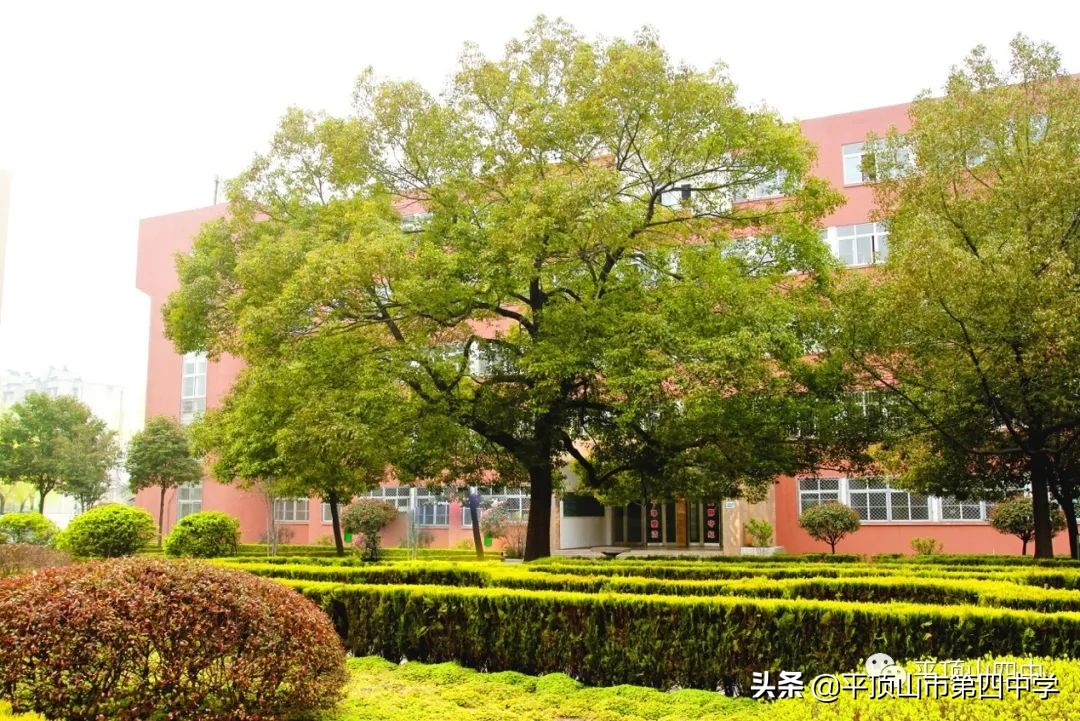 平顶山第四十六中学招生,平顶山实验中学2024招生简章