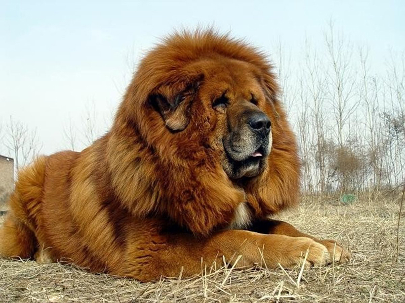 历史上最凶猛的藏獒是哪只,藏獒真的站过野狼吗