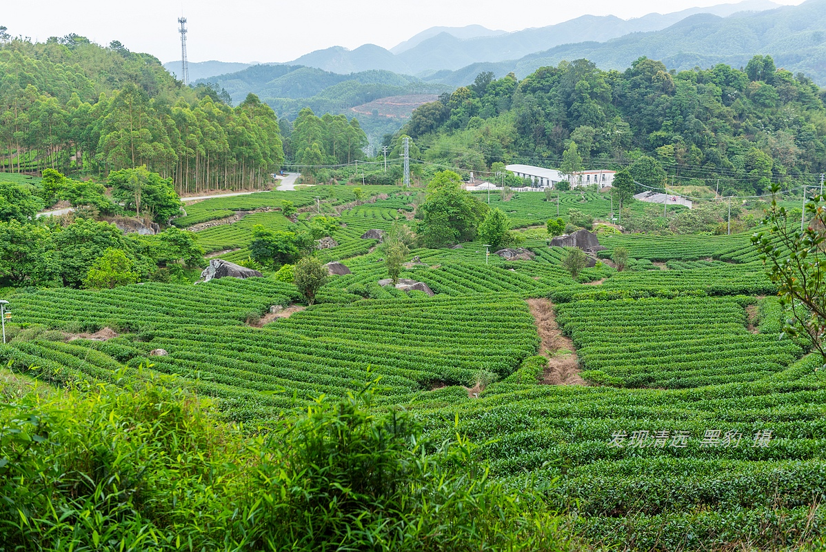 走最远的路,航拍广东最壮美的野生杜鹃花海