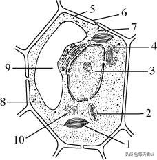 高中生物必修一试卷解析,高中必修一生物试卷