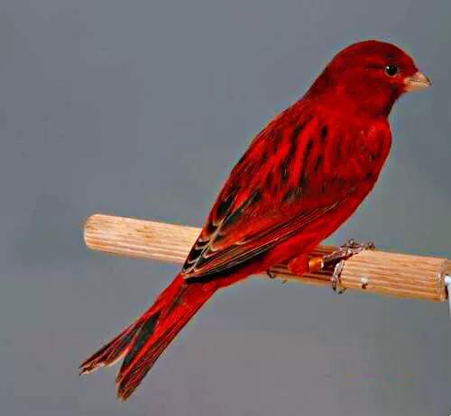 金丝雀鸟品种大全,金丝雀鸟图片及鸣叫