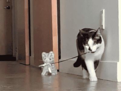 搞笑gif段子你家狗真会玩啊,狗子剃毛恶搞