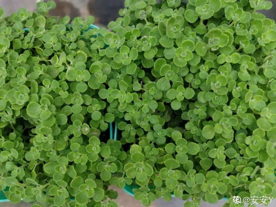 耐寒又好养的香水花,家里可以养法国香水花