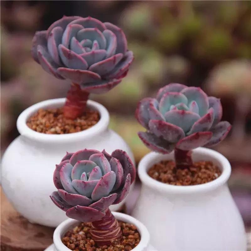 多肉去哪里买最便宜,花市买多肉怎么选