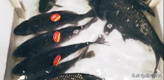 5月8日起全面禁售下架！皮皮虾、梭子蟹冰鲜、活体海鲜都不能吃