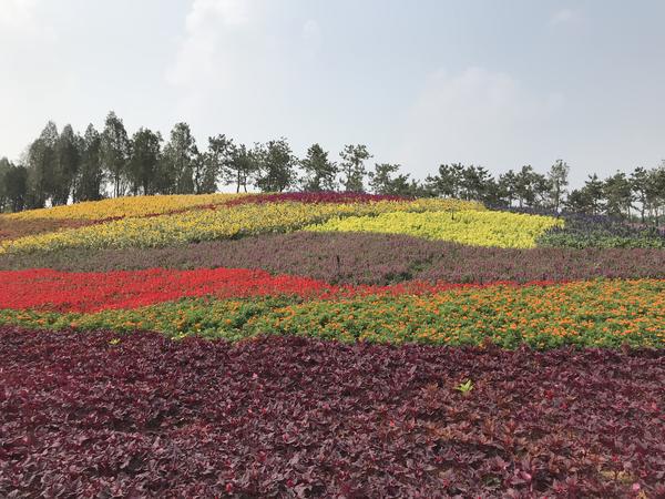 百花齐放迎盛世华夏崛起在今朝,花团锦簇万众瞩目