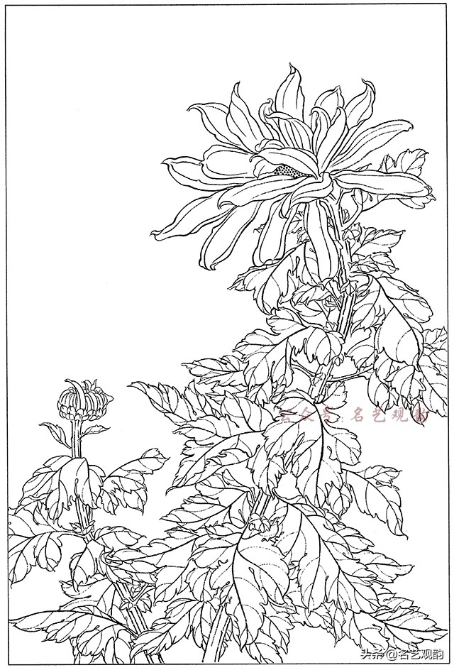 工笔画白描花卉图片大全,工笔画线描花卉菊花