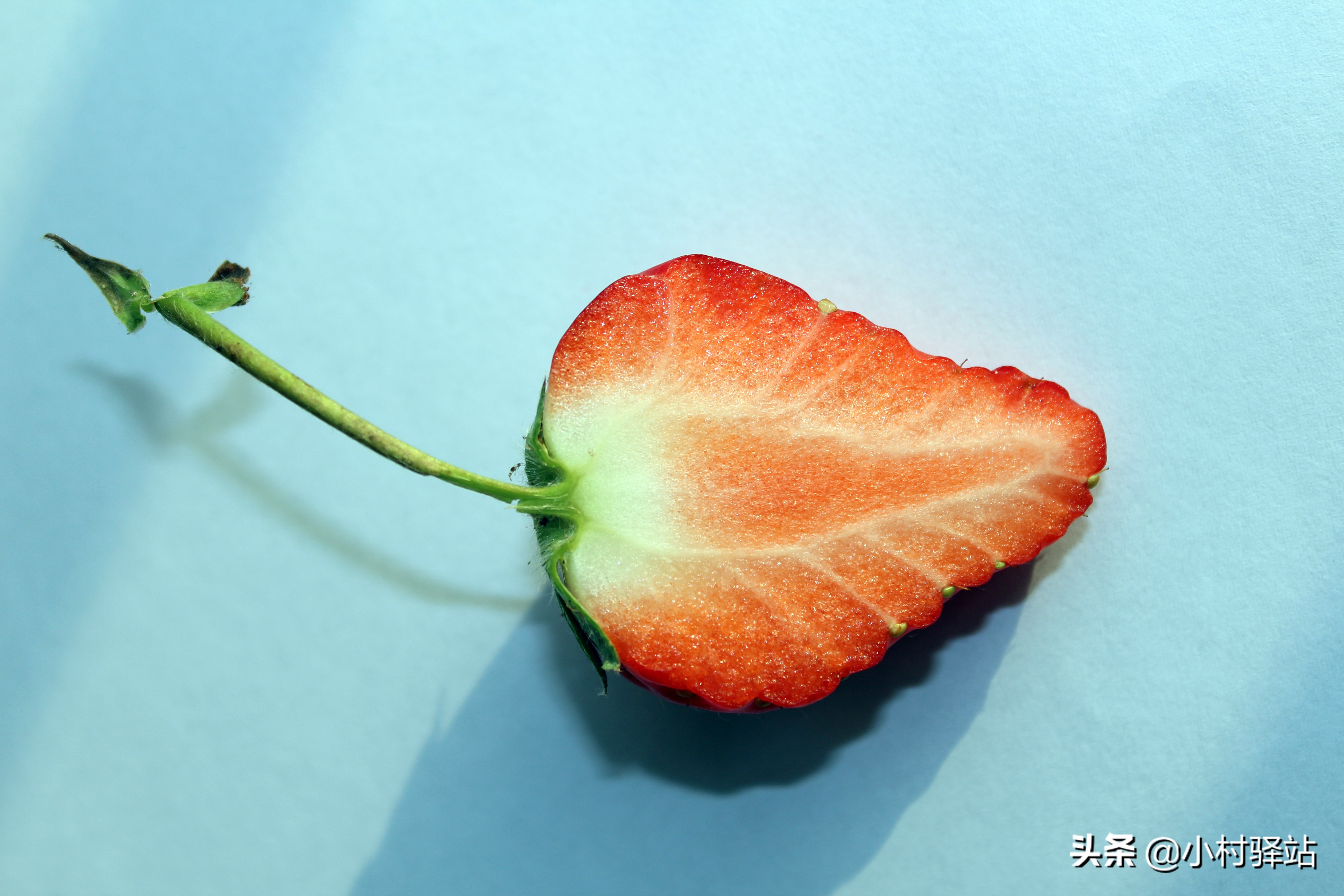 对付红蜘蛛用什么药,怎么对付红蜘蛛不用农药