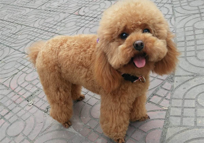 狗狗抽搐倒地不起哼哼叫还有救吗,狗狗呼吸急促四肢站不稳是什么病