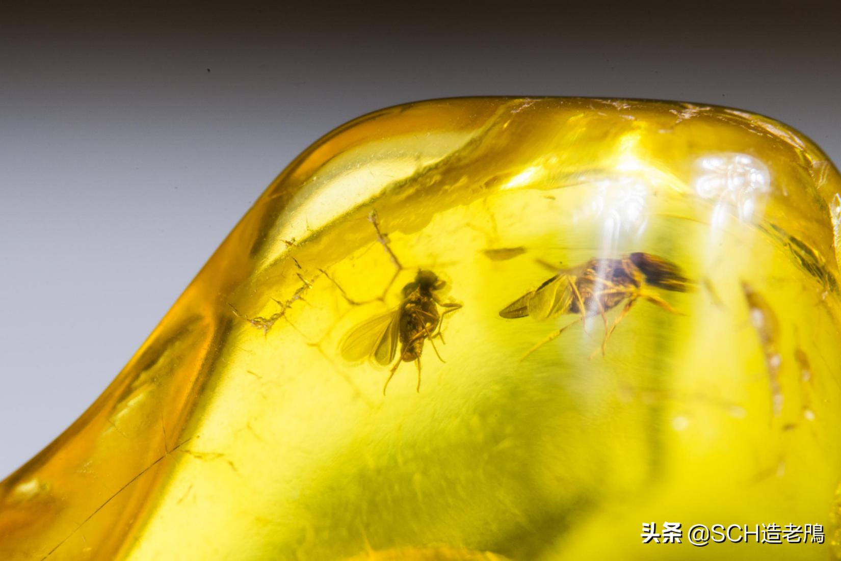 关于琥珀形成的资料,琥珀的种类及介绍